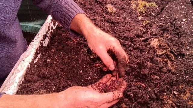 Черви для рыбалки.Куда девать излишки?