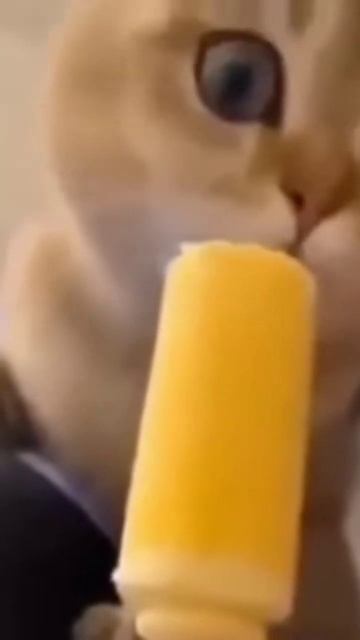 Кот ест мороженое #мем смотреть онлайн