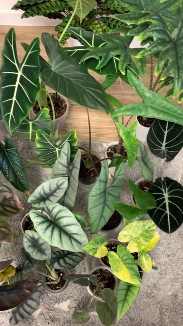 Часть моих Алоказий 🌿