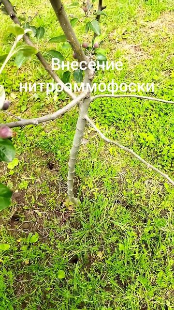 внесение нитроаммофоски