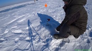 Рыбалка на жерлицы зимой | Ловля судака 2025