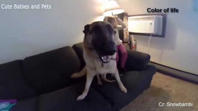 Прикольные  видео котики и собаки(1) смотреть онлайн