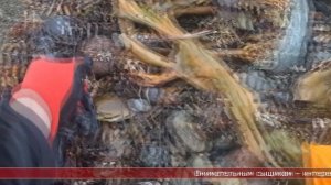 13.05.2025 Сахалинские блоги. NASH OSTROV. Сахалин - шторм, собираем морепродукты