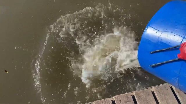 Запускаем форель в Симбухово каждый день! смотреть онлайн