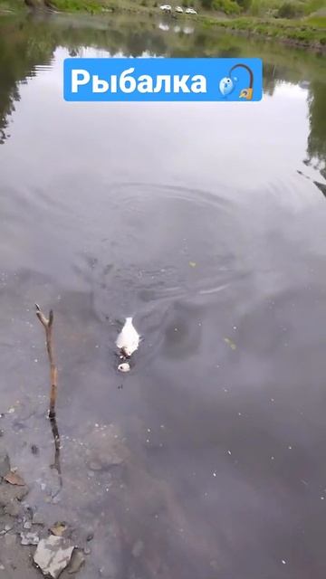 Рыбалка На Леща в Начале Лета смотреть онлайн