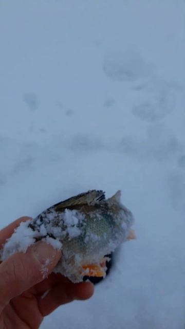 03.12.24. Лебяжий рай, окунь на балансир смотреть онлайн