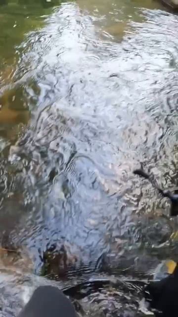 Trout fishing. Ловля форели на спиннинг! #fishing #рыбалка #reels смотреть онлайн