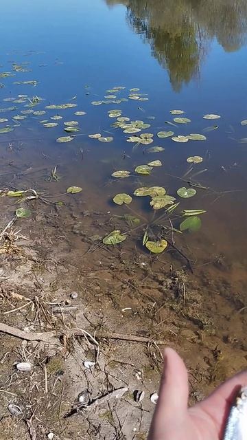 Рыбалка на поплавок.Ловим уклейку на поплавочную удоч смотреть онлайн