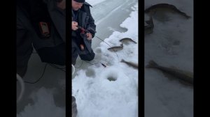 Зимняя рыбалка на судака на Каме 2024