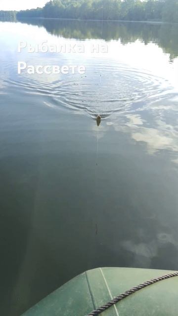 рыбалка на Рассвете #рыбалканаудочку #рыбалка #fishing смотреть онлайн