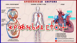 Фильм 14. КровеНосная Система. ВсеЯСветная Грамота