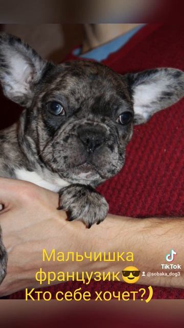 #французскийбульдог #щенки #бульдог доставка в любой г смотреть онлайн