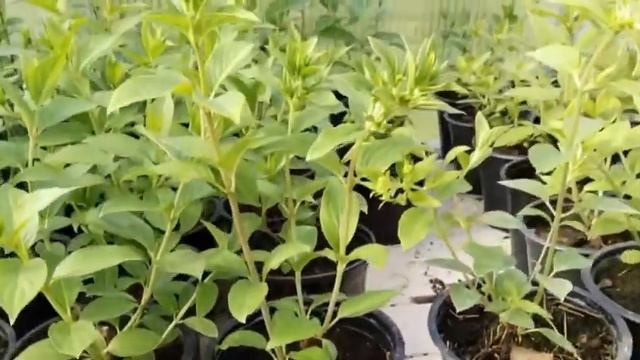 Эти ГОРТЕНЗИИ ЗАЦВЕТУТ ПЕРВЫЕ в ЭТОМ ГОДУ!🌱😻 смотреть онлайн