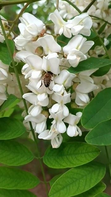 пчёлка на акации, май 2023 смотреть онлайн