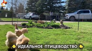 Идеальное птицеводство достойно восхищения 🐓🦆🦢🦚🦃🐔 эпизод (200)