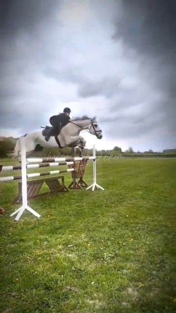 #конныйспорт #horse #лошадимояжизнь #пжрек #видеомоё #вер? смотреть онлайн