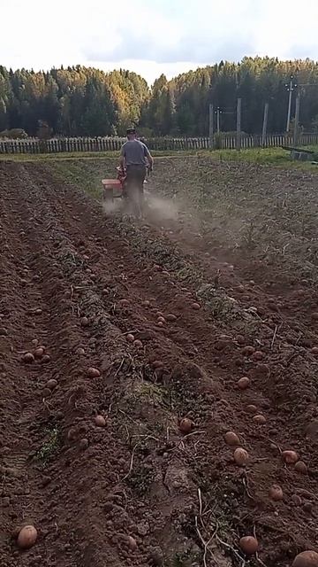 уборка картофеля смотреть онлайн