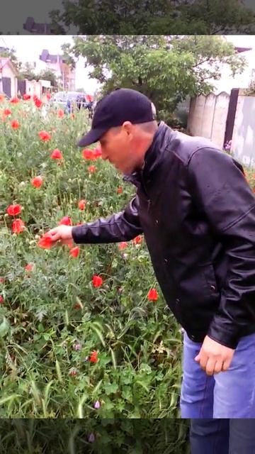 Волк В.-Крым(на поле маковом) смотреть онлайн