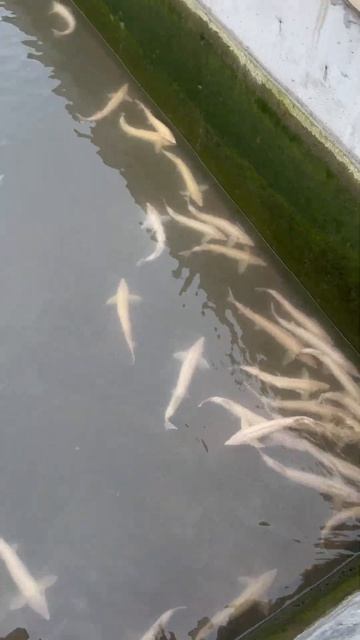 Стерлядь Альбинос. УЗИ. Итум-Калинский рыбхоз./ Роман Ч смотреть онлайн