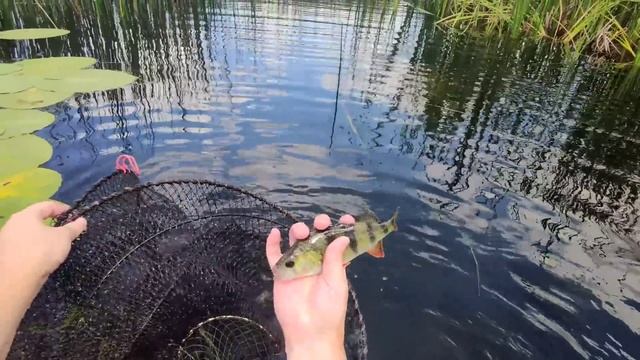 Супер рыбалка на верши! Вспомним как это было, лучшая р смотреть онлайн