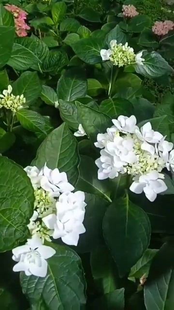 Гортензія You & Me Coco Blanc #flowers #nature #hydrangea #продаж #love смотреть онлайн