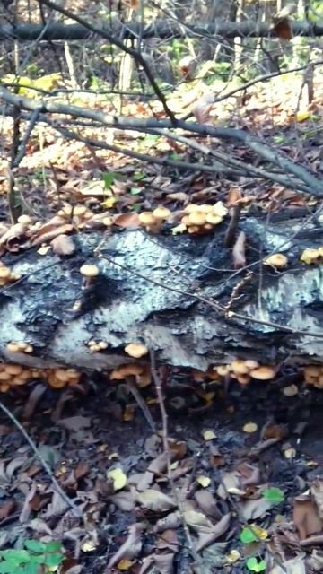 опята на берёзе 🍄 смотреть онлайн