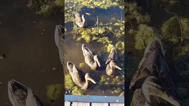 утки которые едят хлеб🦆 смотреть онлайн