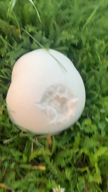 Что за гриб? 😳#рыбалка #грибы #дождевик #природа #remix #mus смотреть онлайн