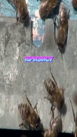 Пчелы могут исчезнуть