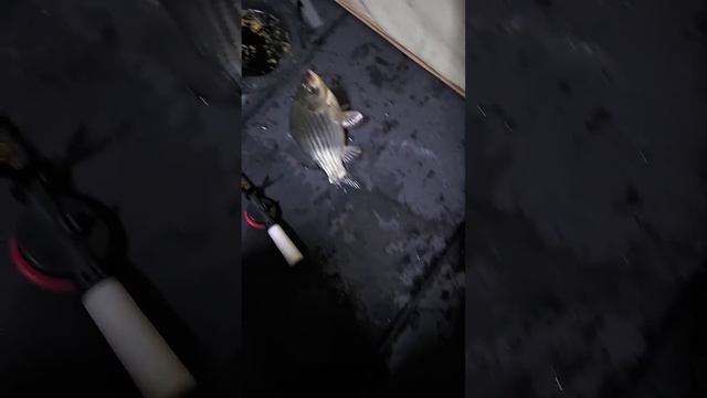 #рыбалка #Шаблиш #2025год #Ловля #Карась смотреть онлайн