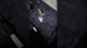 #рыбалка #Шаблиш #2025год #Ловля #Карась