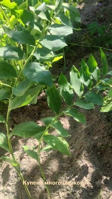 Любительница тени - Polygonátum multiflórum.Купена многоцветков смотреть онлайн