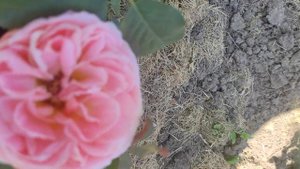 Роза первое цветенние Принцесса Айко, ч/г (Япония)25.05.2024