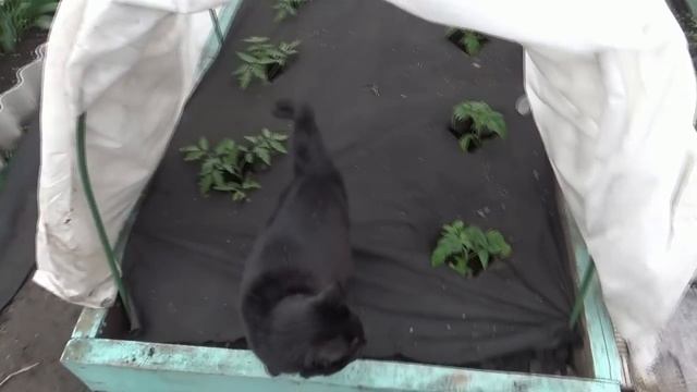 Высадила в открытый грунт первые томаты! Ранняя высадка Томатных Гномов на поднятую грядку.