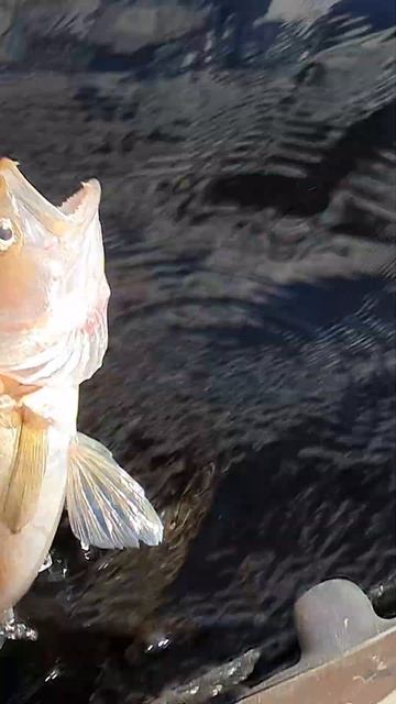 Ловим - отпускаем. Мелких. Карелия смотреть онлайн