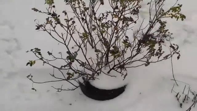 Ой снеговик смешной( кого напоминает то) смотреть онлайн