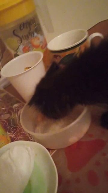 Котенок ест фасоль смотреть онлайн