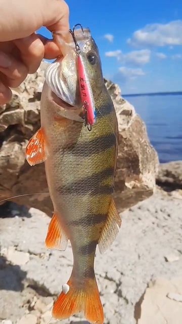 Он сделал мою рыбалку🤩 #рыбалка #рыба #salmo #luckyjohn #lj #fishin смотреть онлайн