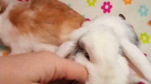 Кролик декоративный вислоухий баран