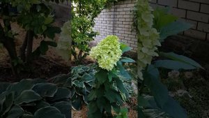 гортензия  Пинк энд роуз