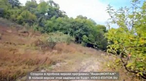 Видео для беговой дорожки | Бег в лесу