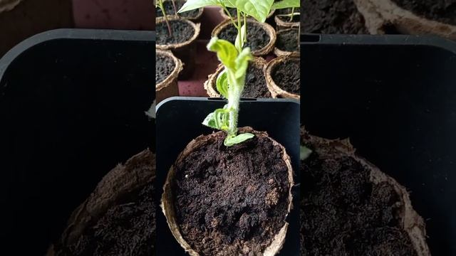 Хочу живую изгородь из топинамбура🤔мой опыт❤️💃🪭 смотреть онлайн