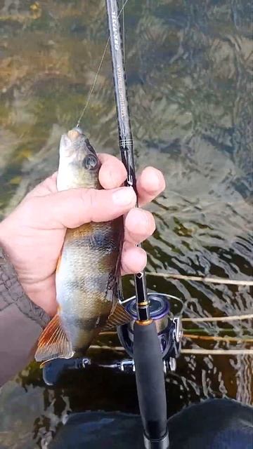 7.09.23 13:57 #женскаярыбалка #спиннинг #окушок #поймал_отпу? смотреть онлайн