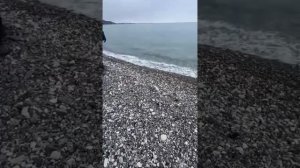 Пеламида  с берега в чёрном море..