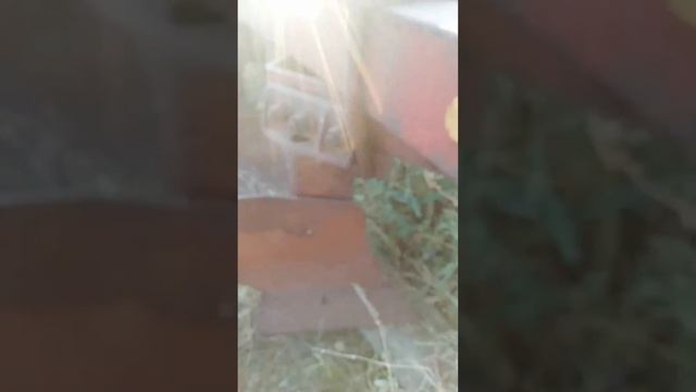 Плуг плн 8. 40. 8 корпусов 2 смотреть онлайн