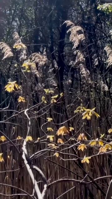 #стихи #поэзия #литература #вдохновение #творчество #ст смотреть онлайн