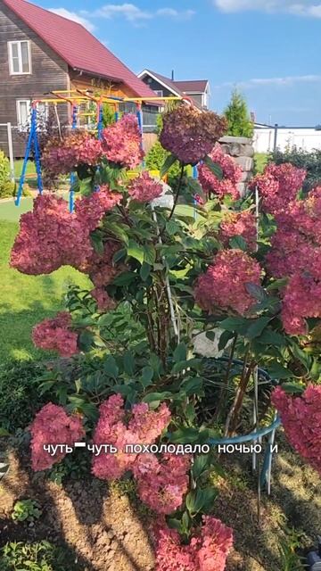 Она все-таки стала бордовой. Та же гортензия, но в розо? смотреть онлайн