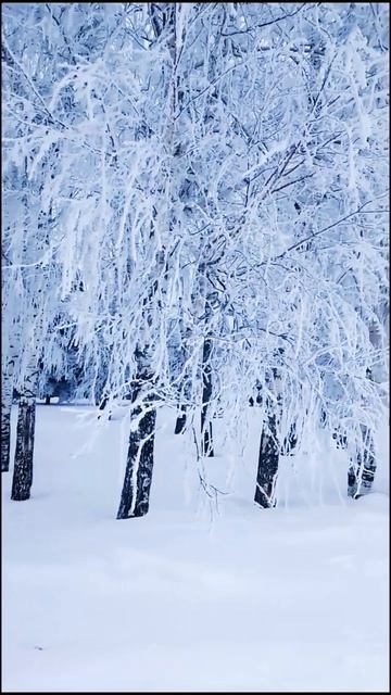 Красота Вокруг Нас | Белые берёзы смотреть онлайн