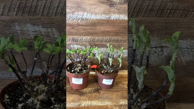 Получил полуфабрикаты гортензий Star Gazer и Royal Red #plants #са? смотреть онлайн