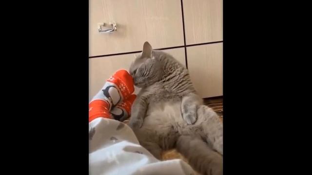 ПРИКОЛЫ С КОТАМИ СМЕШНЫЕ КОТЫ ТОПовая ПОДБОРКА 42